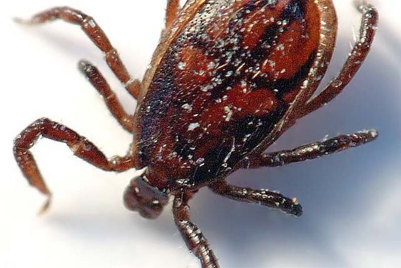 Больше двух тысяч зауральцев пострадали от укусов клещей